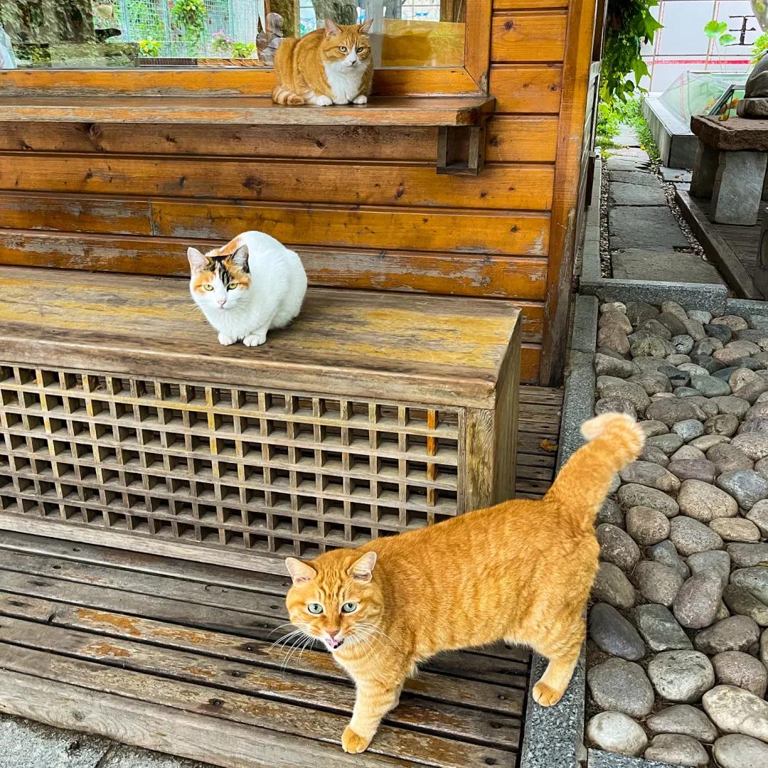 米麒麟：我掉缸怎么了？