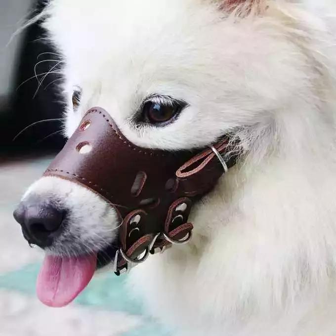 萨摩耶出去乱跑怎么办,萨摩耶出门扑狗怎么办