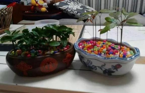 名门泽佳保养品有用吗,名门泽佳抗老精华