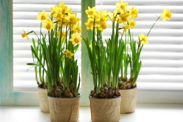 水仙花花苞掉了怎么办,水仙花花蕾小怎么办