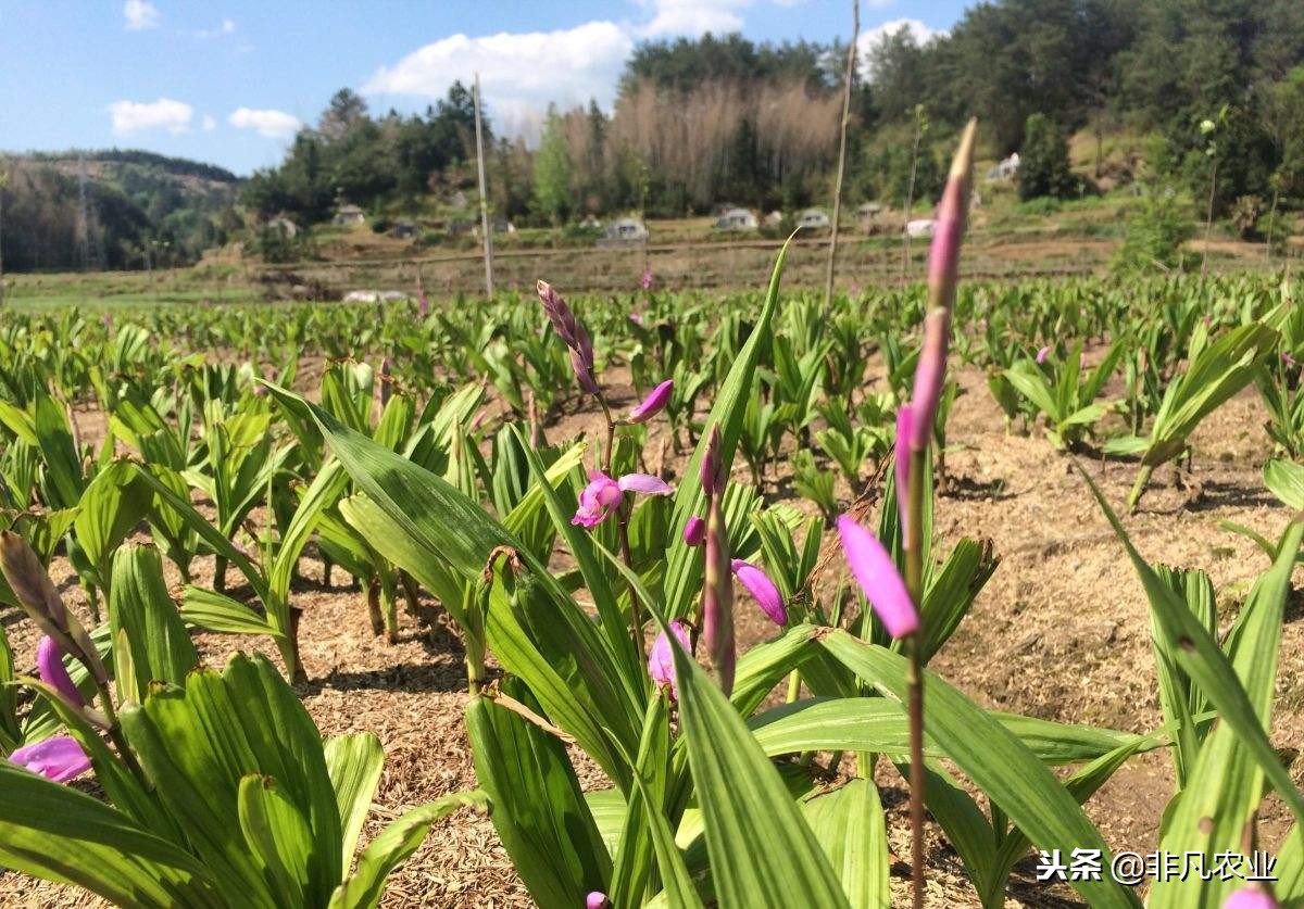 稀缺的名贵药材白芨种植前景如何,中药材白芨种植成本利润