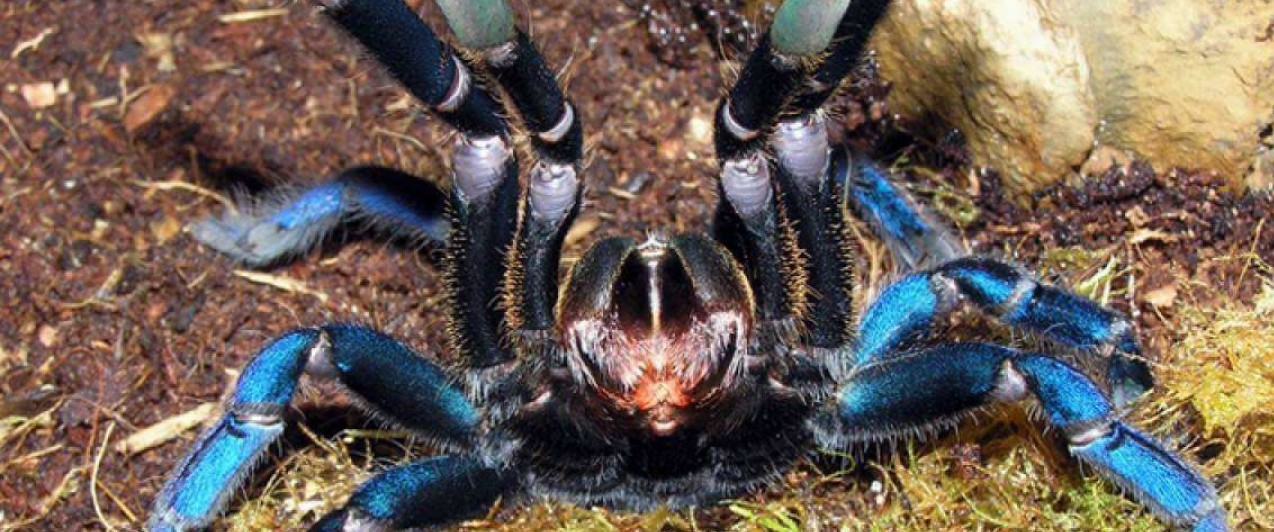 捕鸟蛛饲养条件,捕鸟蛛饲养事项