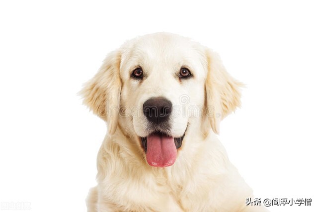 化犬（原创微小说）