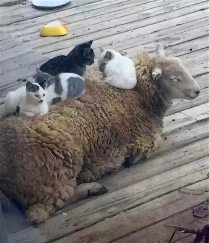 猫咪礼貌推开铲屎官,猫咪热情帮铲屎官牧羊