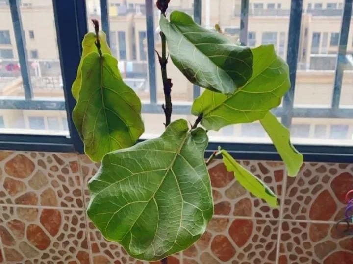 花买回来叶子蔫了怎么办,花掉花苞有什么好方法吗