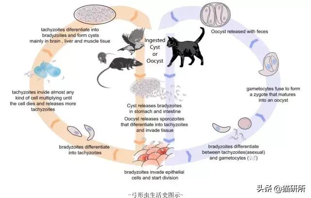 弓形虫的感染途径,什么是弓形虫病怎么预防