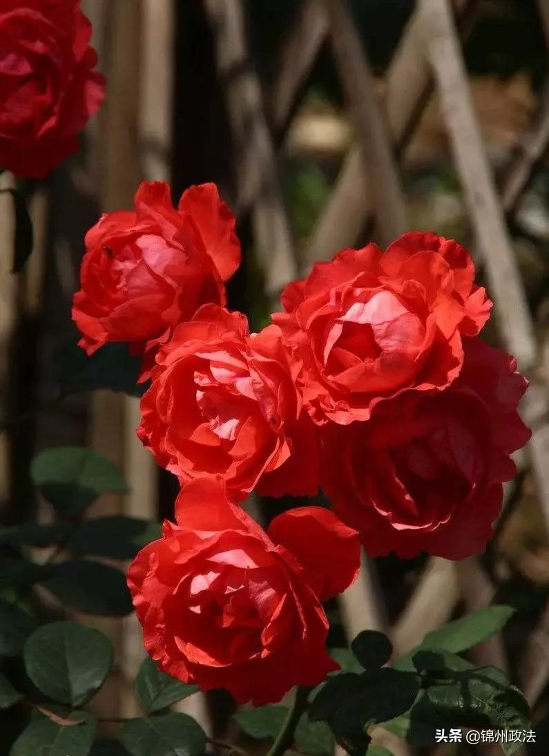 辽宁中国特色农产品优势区名单,辽宁特色农产品品牌有哪些