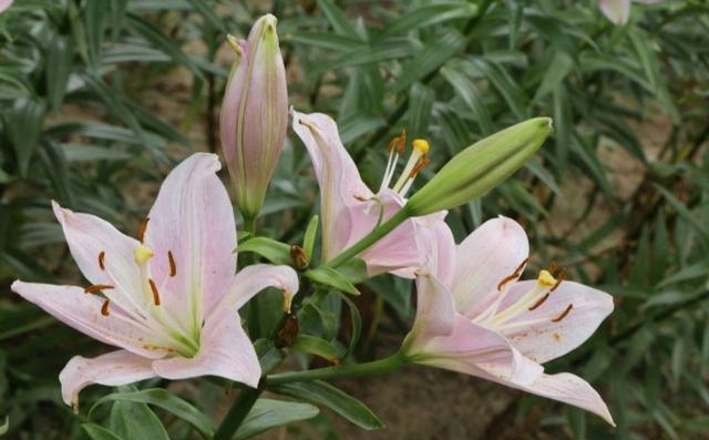 百合花栽种的关注点,百合花花期后怎么养护来年再出芽