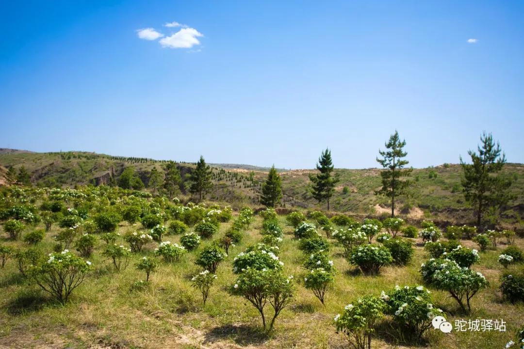 榆林牡丹园,榆林千年牡丹园