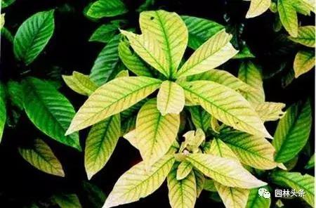 树黄化用什么治,园林树木黄化病的综合防治