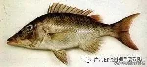 这5种淡水鱼值得多吃,中国最好吃的鱼类排行榜