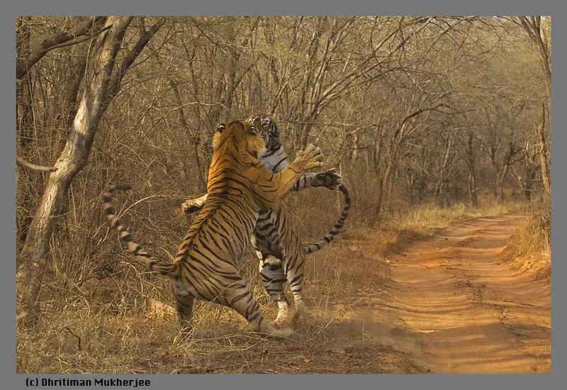 传奇虎王美元男：这只公虎两次作为“单亲奶爸”，养大了两窝虎崽