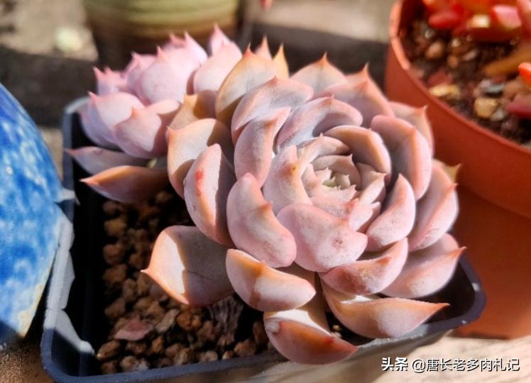 多肉蓝石莲和菲欧娜区别,多肉鲁氏石莲态势图