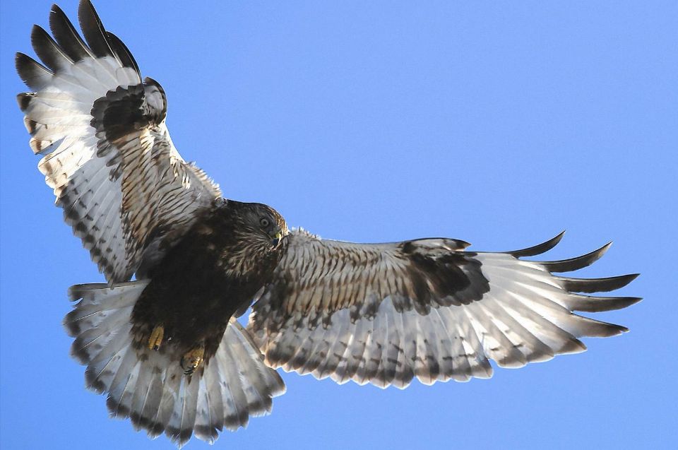 这只鵟“狂”不起来了，河南农民遇到一只饿鵟，喂它猪头肉都不吃