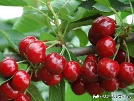 樱桃死枝和黄叶怎么治,樱桃树缺铁性黄化