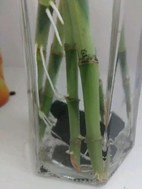 家里养的富贵竹，突然就烂根了，3种正确处理方式，预防烂根