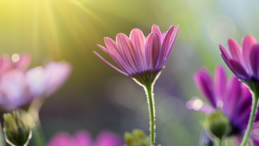 令公桃李满天下，何用堂前更种花。读古诗词，致敬辛苦的园丁