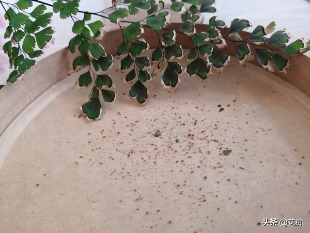 铁线蕨水培叶子枯萎怎么办,铁线蕨叶子干枯是什么原因