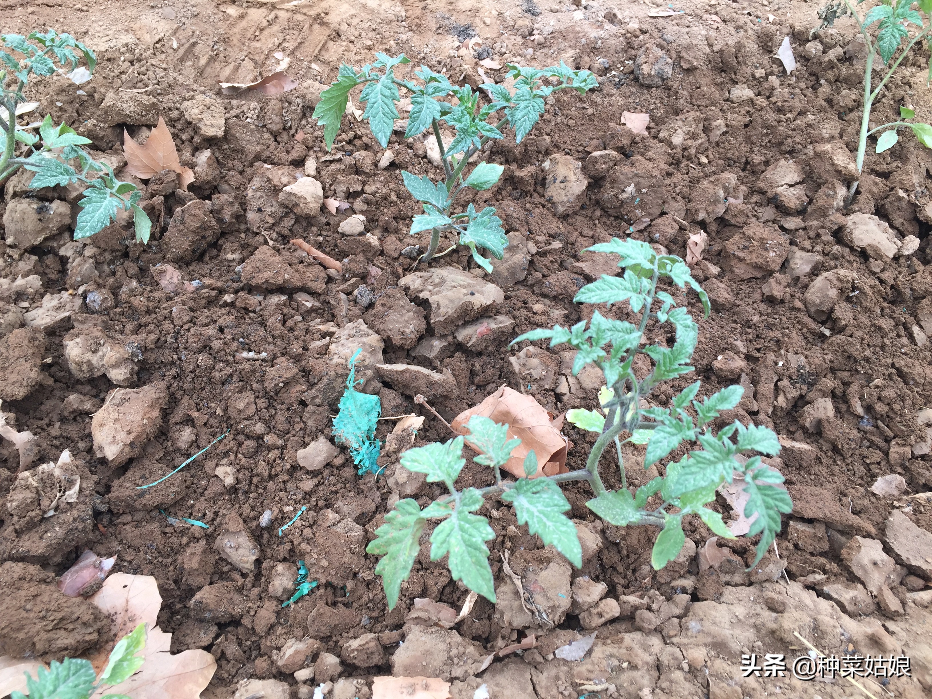 蔬菜幼苗下面黄叶怎么回事,蔬菜黄叶变绿最快方法