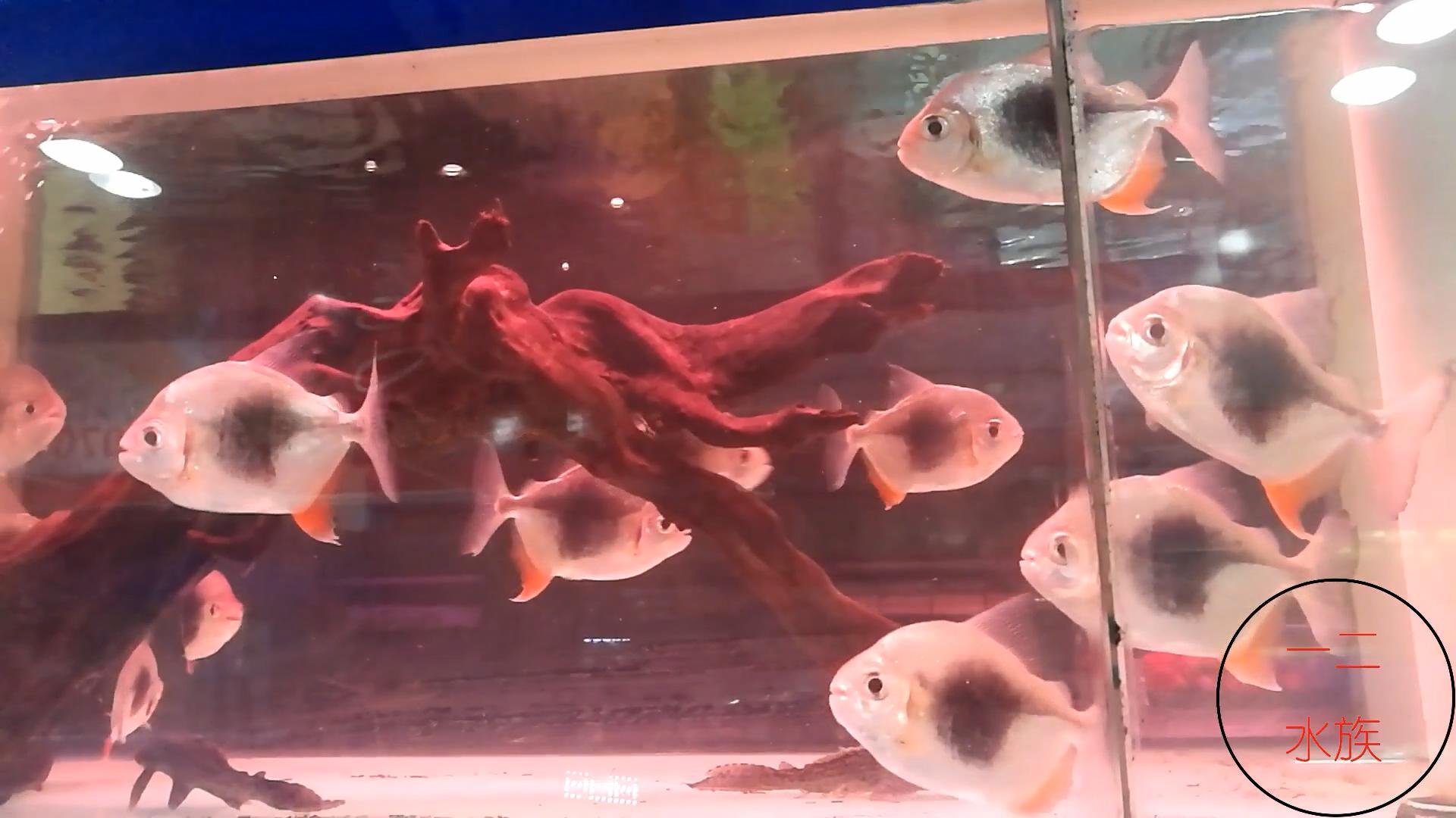 酸奶能让鱼缸水变清澈,鱼缸里放酸奶有什么效果