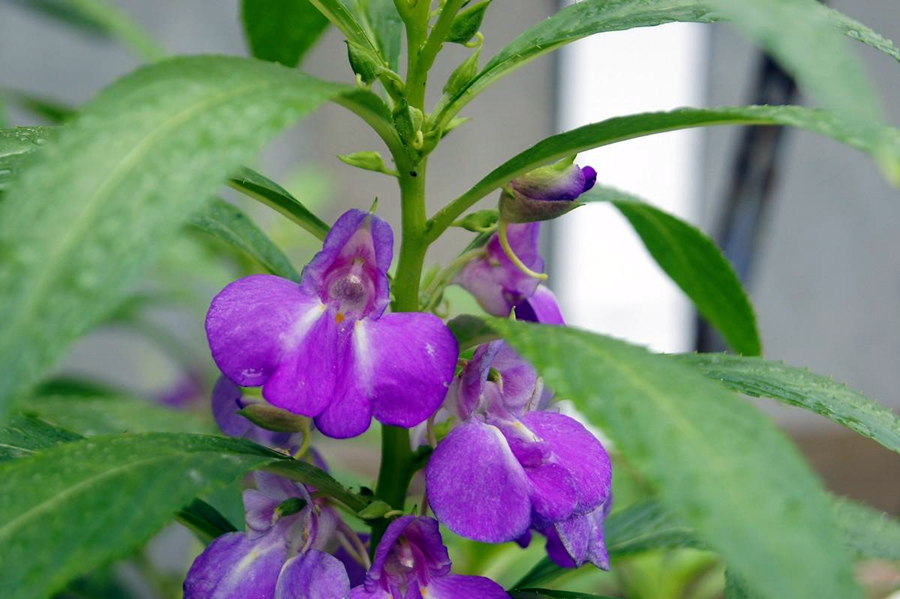 光照对凤仙花的生长有什么影响,凤仙花怎么养才能长得好