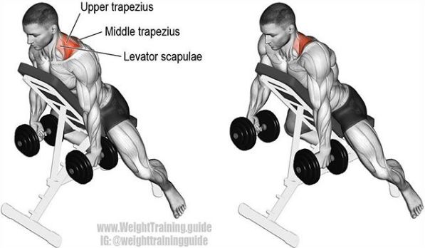 胸肩背臂腿腹训练动作,腰臀肌肉训练方法