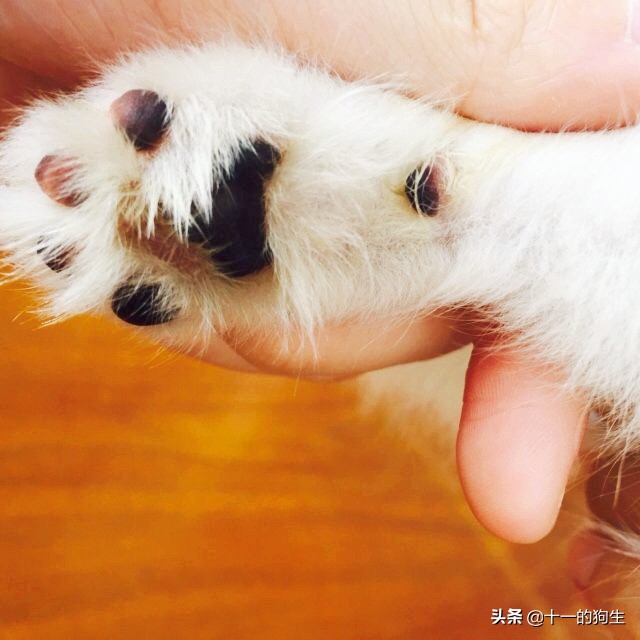 狗的爪子代表什么,关于狗爪的10个小知识