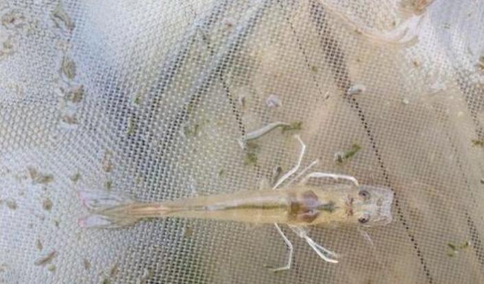 工厂化养殖对虾偷死原因,对虾养殖失败经历