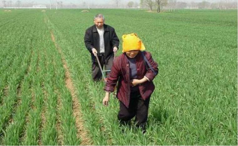 种植小麦怎么增产增效,农技师讲小麦种植技术