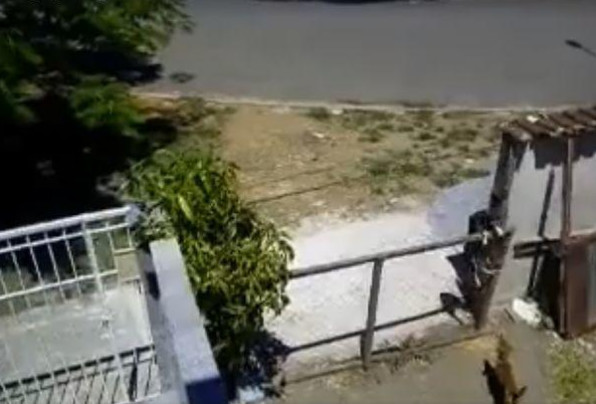 关在家里的母狗突然怀孕，主人百思不得其解，看完监控怒了