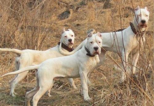 杜高威猛到什么程度,杜高犬看着凶猛吗