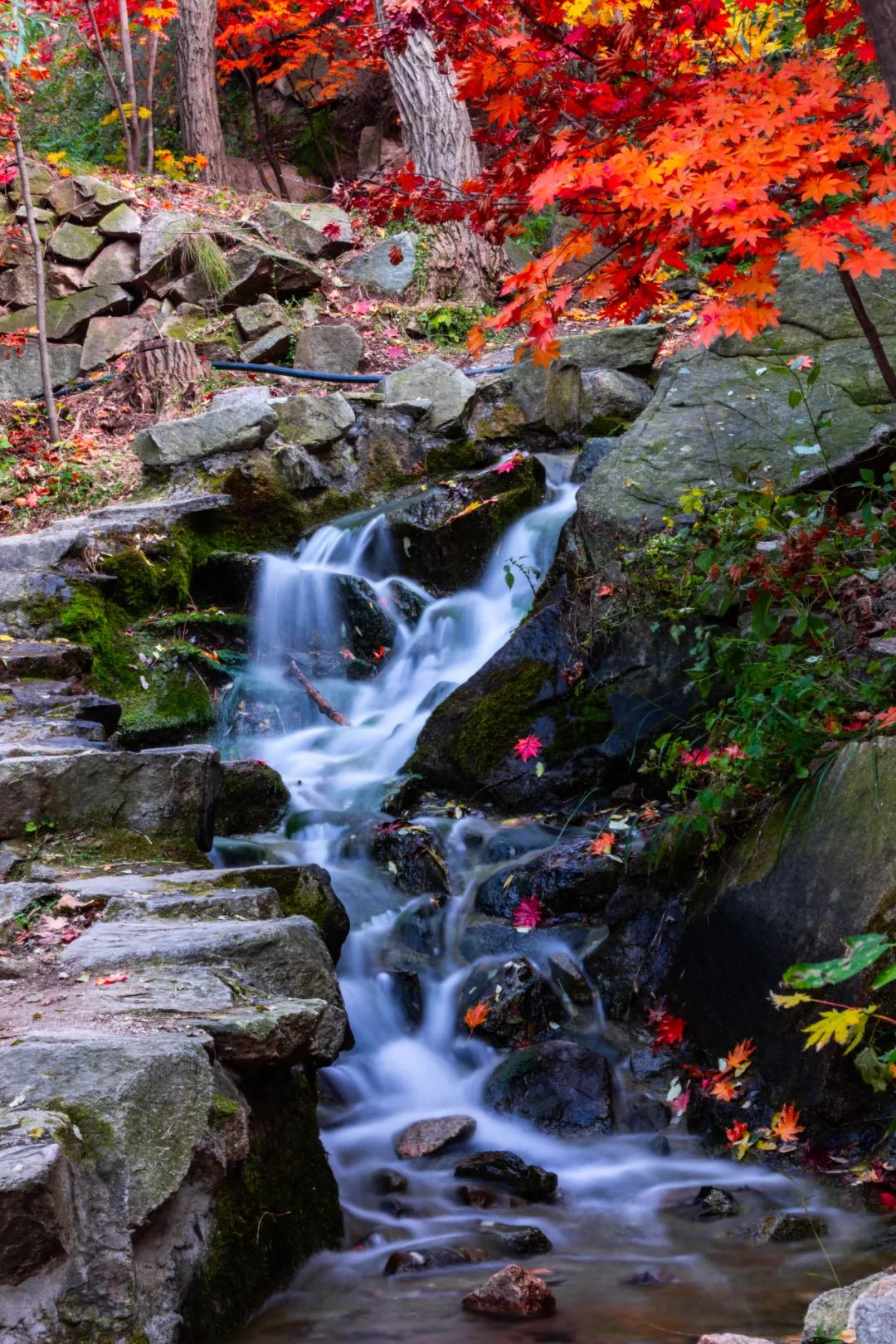 九如山什么季节去最好,九如山赏枫一日游