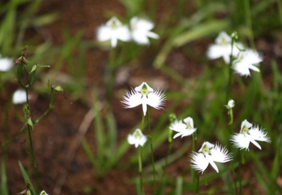 自然界嘴巴奇特的十种动物,十种奇特的自然界植物图片