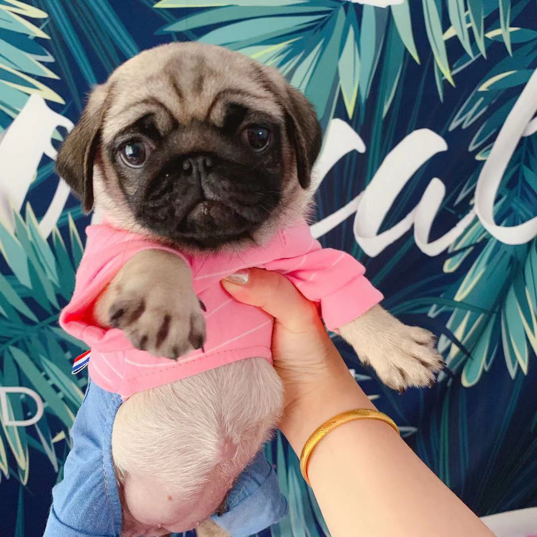 【家养宠物】如何挑选一只心仪的狗狗？必须关注哪些坑？