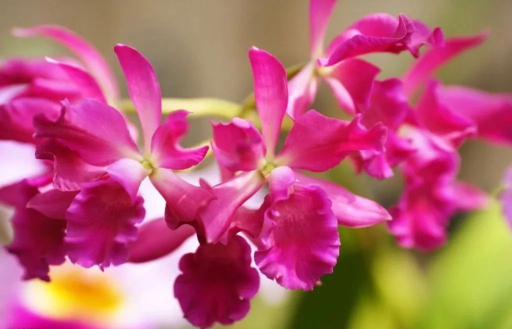 世界各国的国花花语,各国的国花和禁忌花