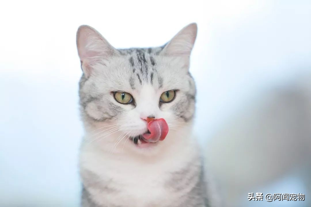 猫咪不洗澡也很干净,猫咪洗澡没冲干净有什么影响