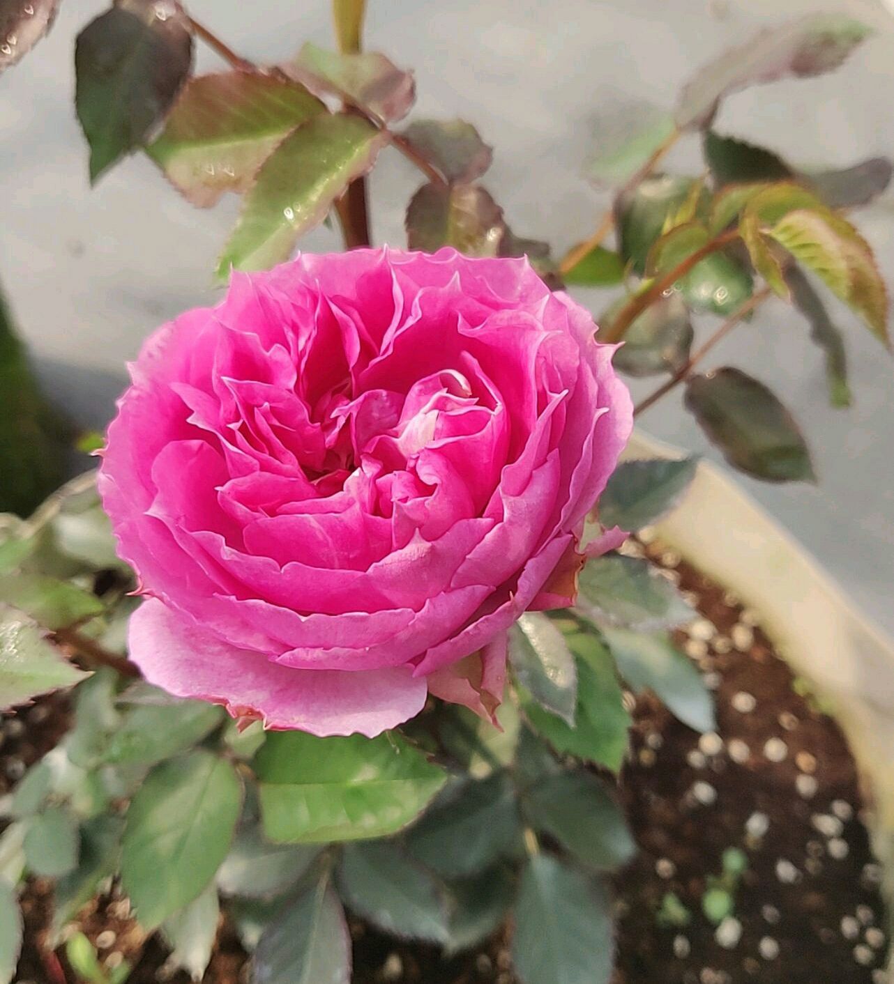 无根月季杆发芽了,为什么蔷薇嫁接的月季长势不旺