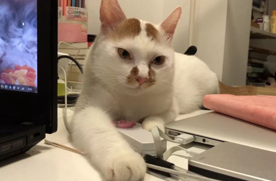 猫咪中暑四大症状预防中暑小妙招,夏天热怎么防止猫咪中暑