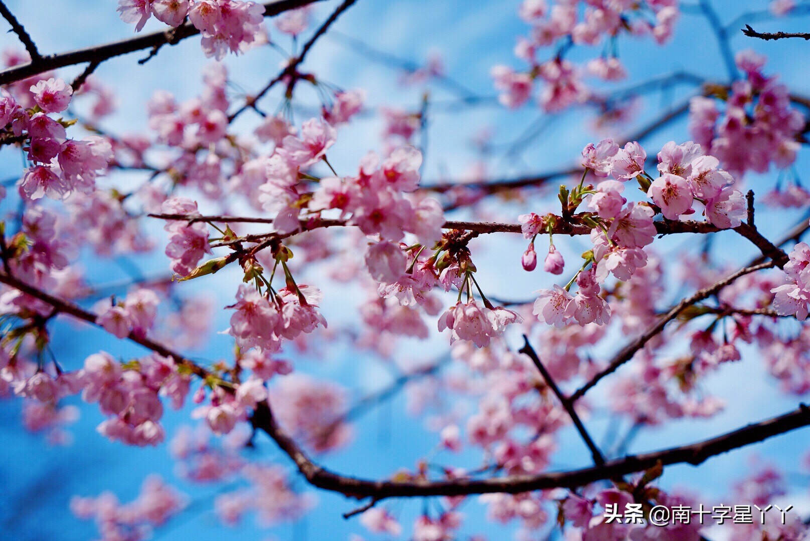 这个樱花季，造访SKII神仙水的水源地