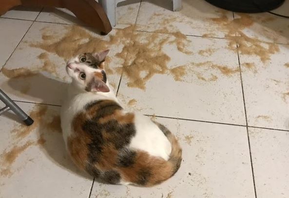 猫咪平日太受宠，惨被母亲妹妹设计“栽赃”，都是爱玩惹的祸