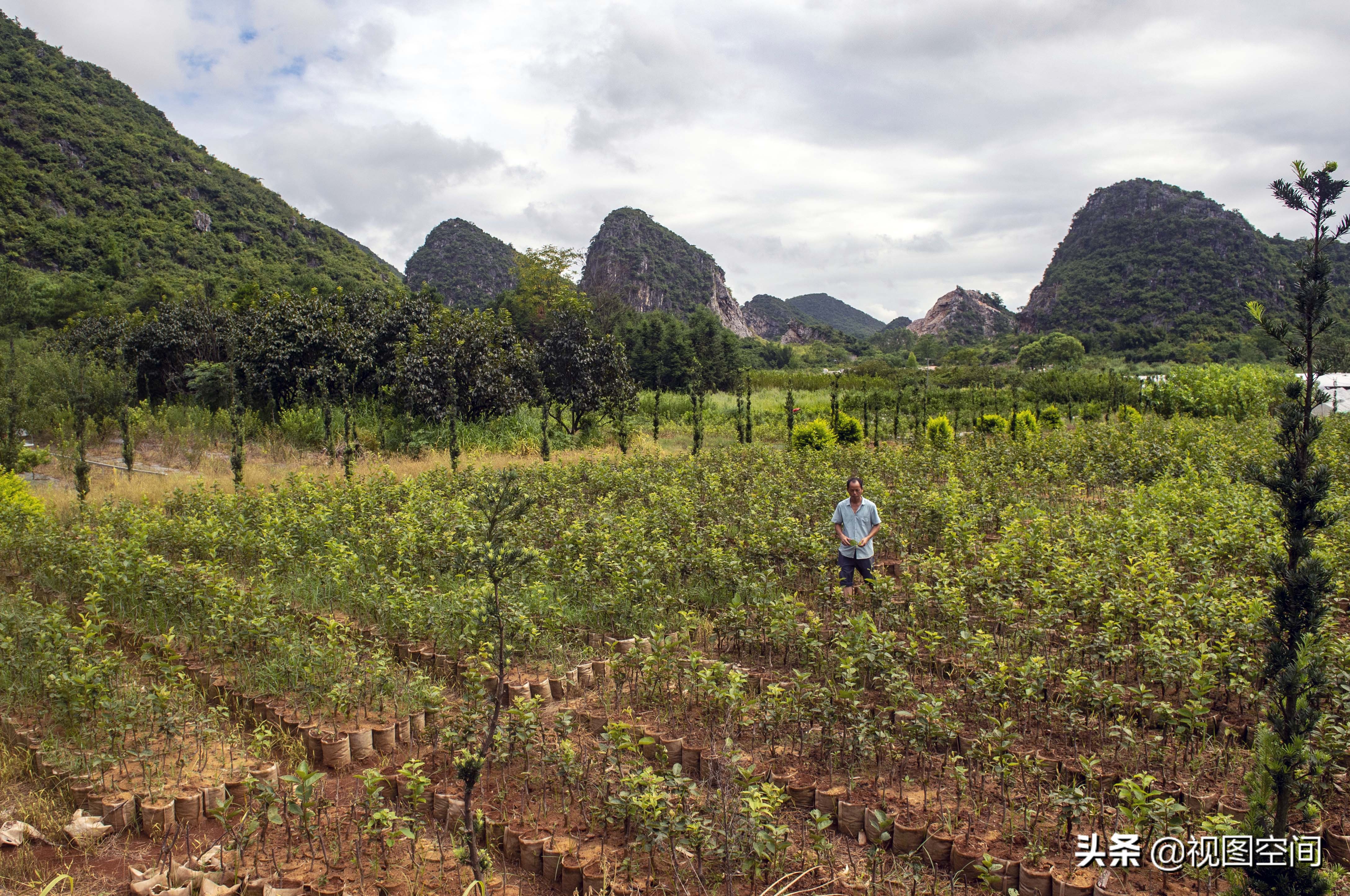 广西夫妻隐居深山承包土地种果,包地种果树倾家荡产