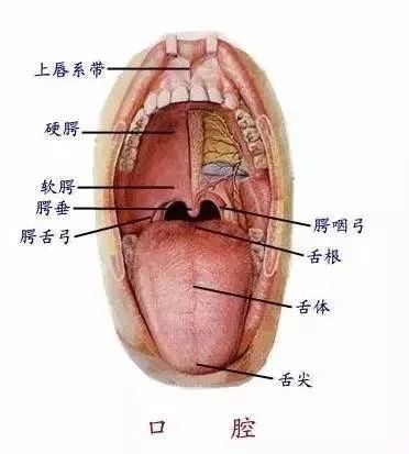 脸胖下巴尖是怎么回事,脸圆不一定是胖怎么办