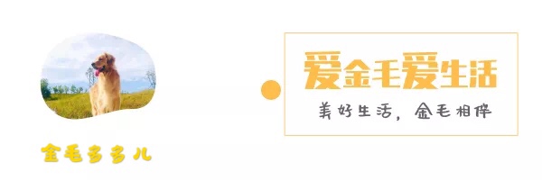 狗狗老了是不是会有体味,狗狗怎么养才能越来越跟主人亲近