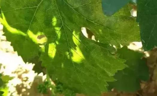 刚长出葡萄叶片发黄褐色斑点,葡萄叶片发黄可以用磷酸二氢钾吗