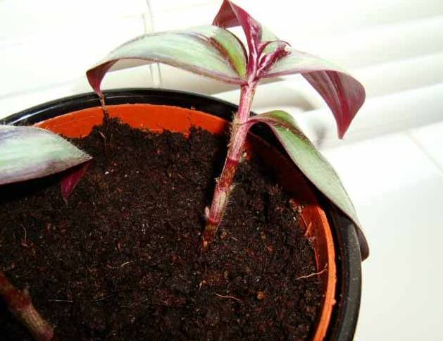 花卉扦插方法教程图解,怎么插一枝花教程简单