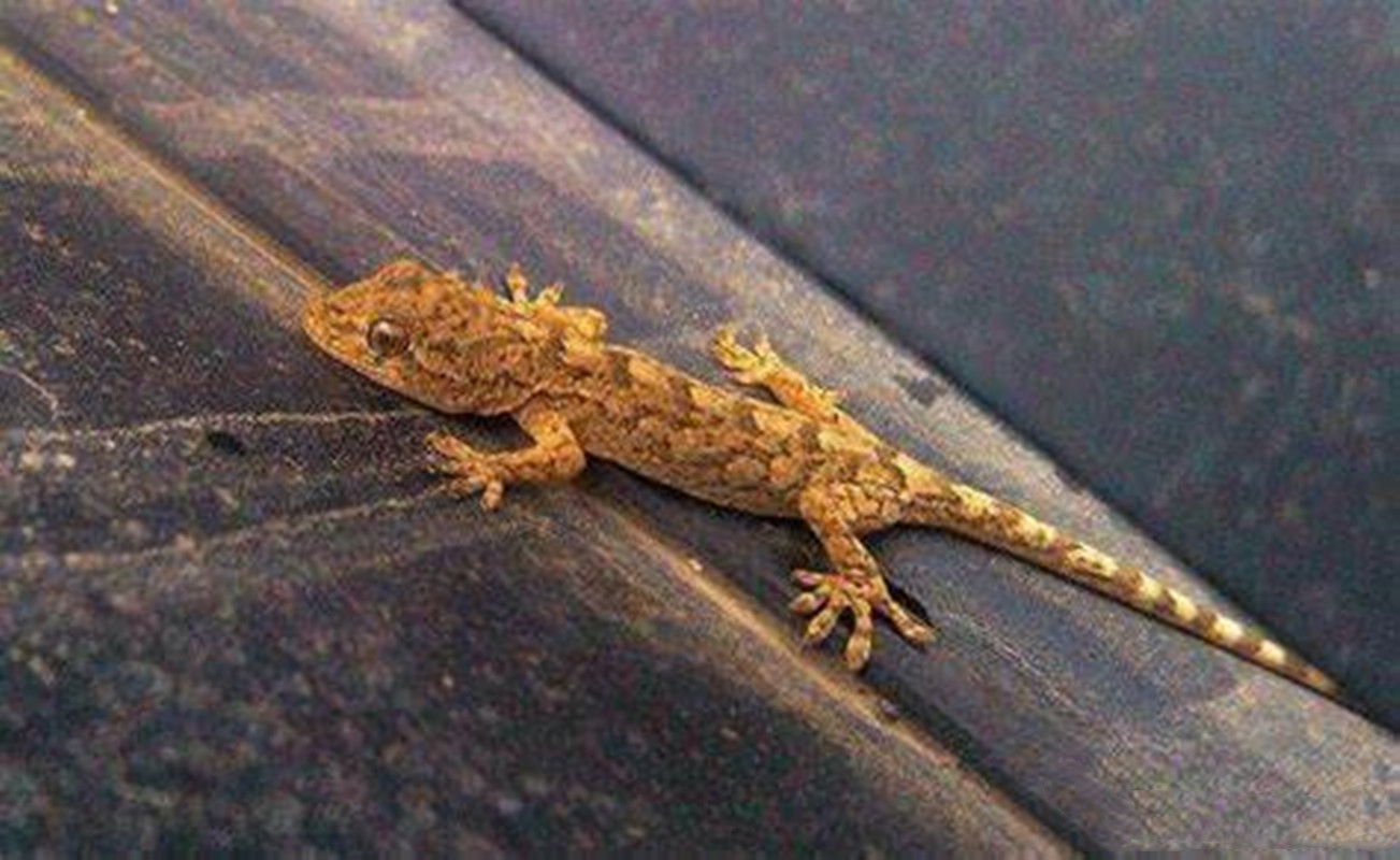 人畜无害的壁虎为什么会列入五毒,五毒之一壁虎为什么有毒