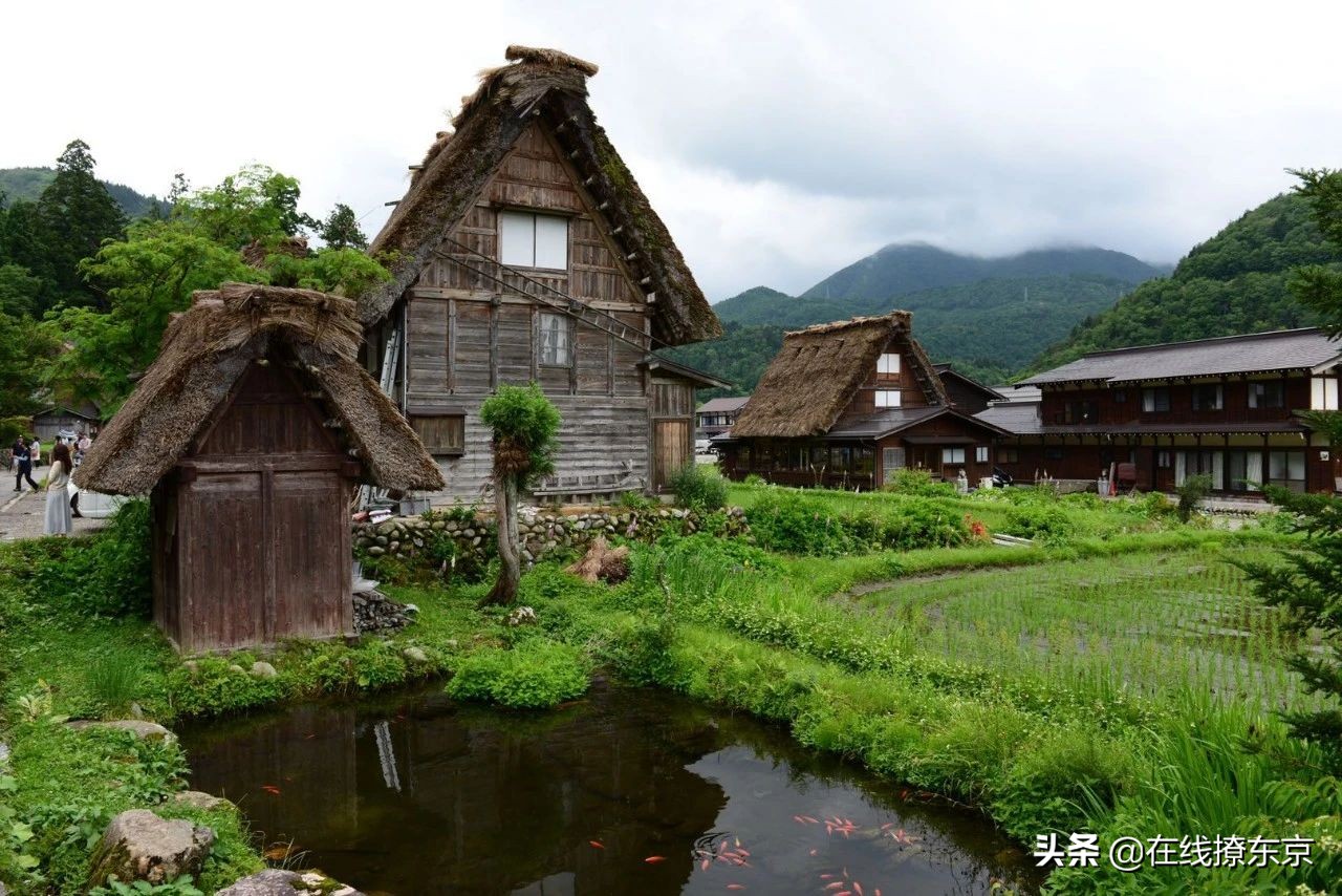 中秋思夏蝉（丁数言）