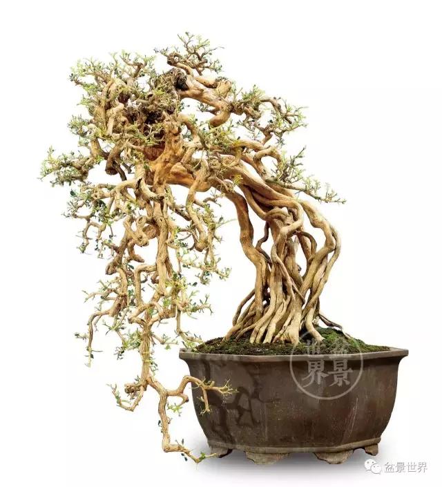 根艺盆景大全欣赏,文人根艺盆景精品大全图