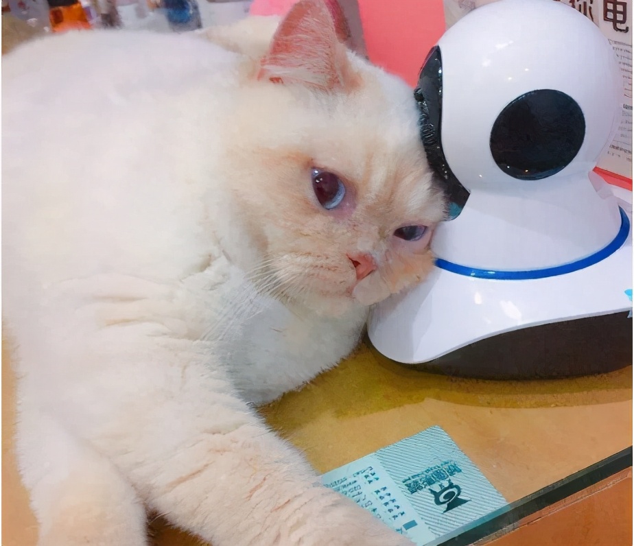 假期不出门的猫,假期不在家猫怎么办