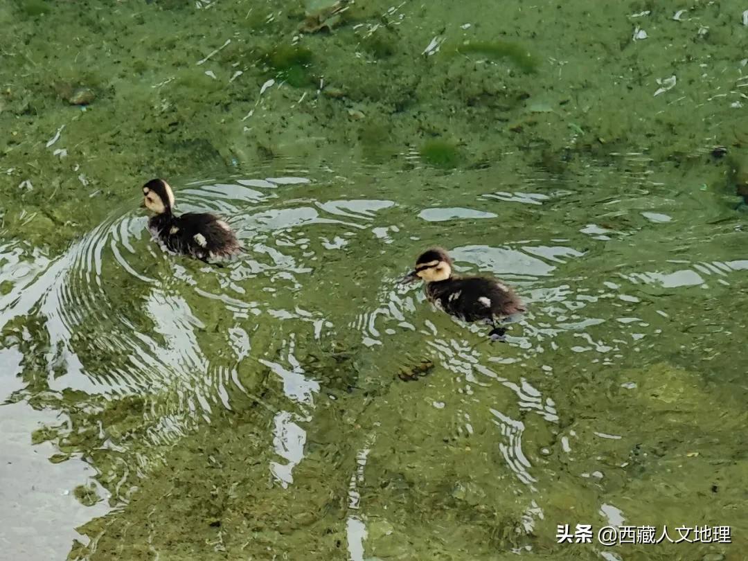 拉萨昼晴夜雨的天气,今天拉萨有没有雨景